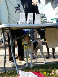 doggie day care grand rapids