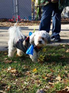 grand rapids doggie daycare