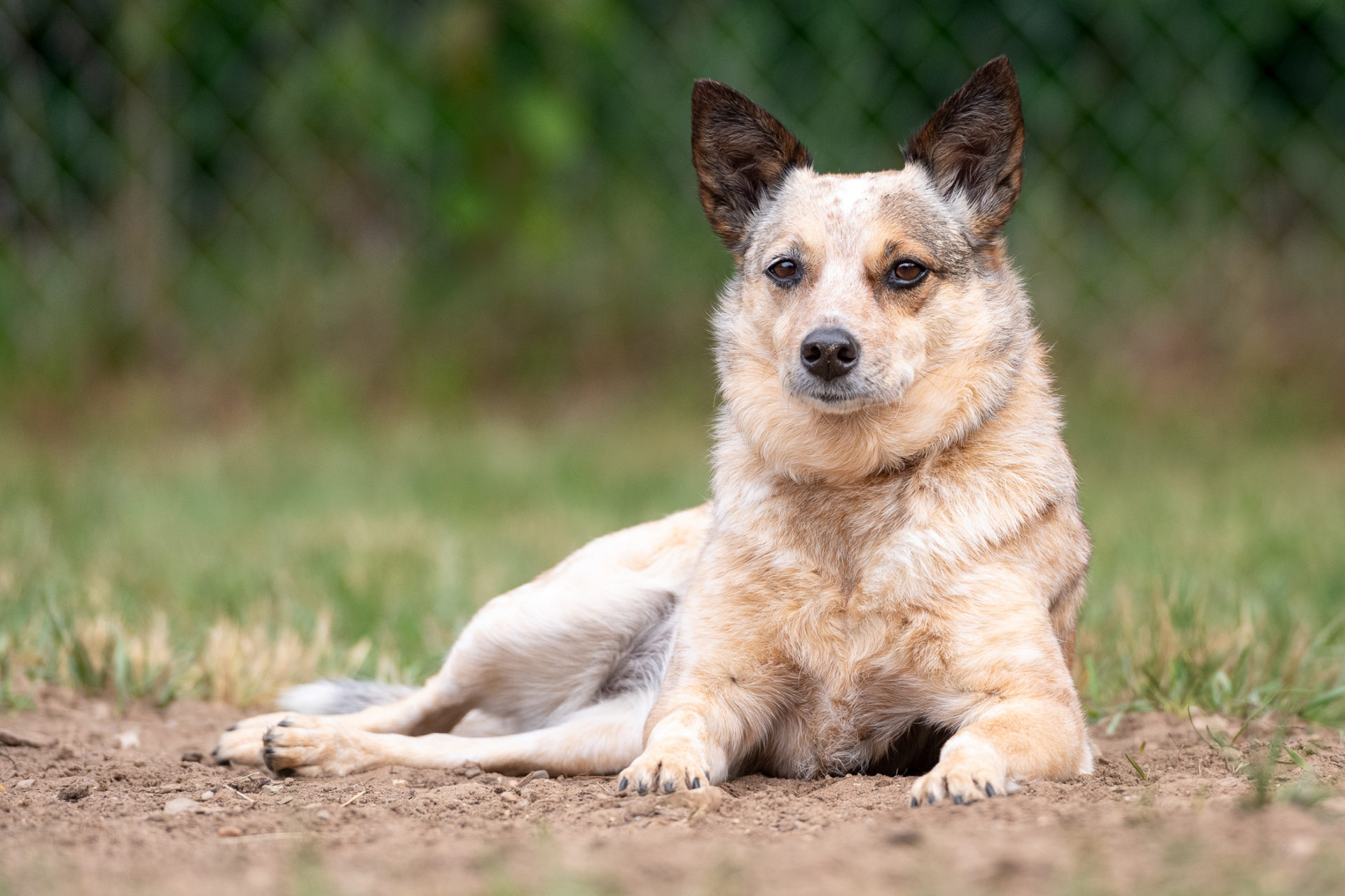 nature of the dog boarding